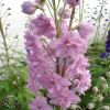 Delphinium Sweethearst